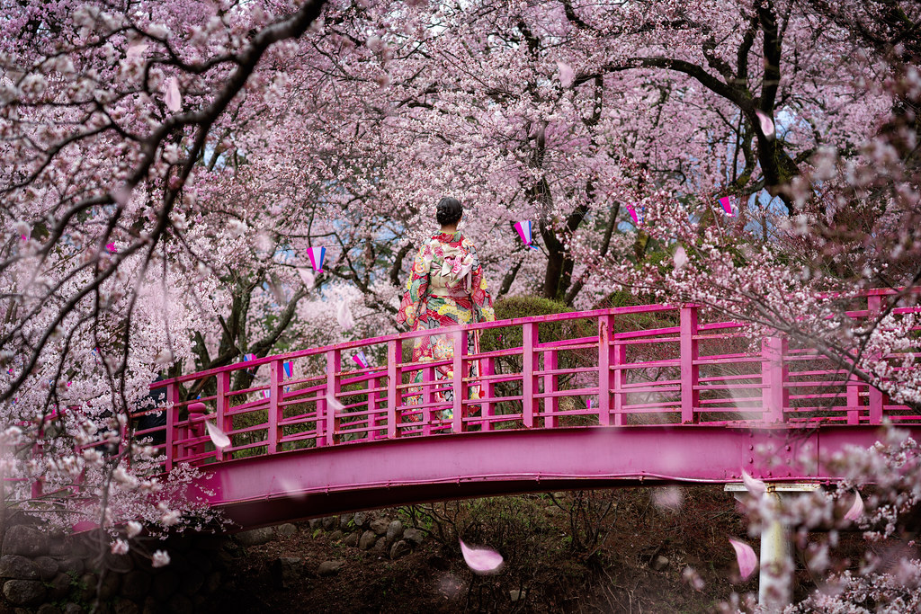 1.Marvel at the Blooming Cherry Blossoms